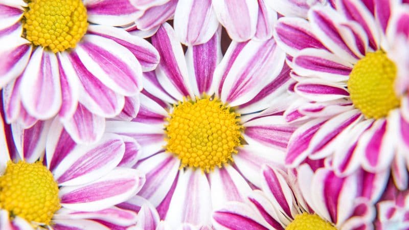Chrysanthemum flowers Pink flowers Wallpaper
