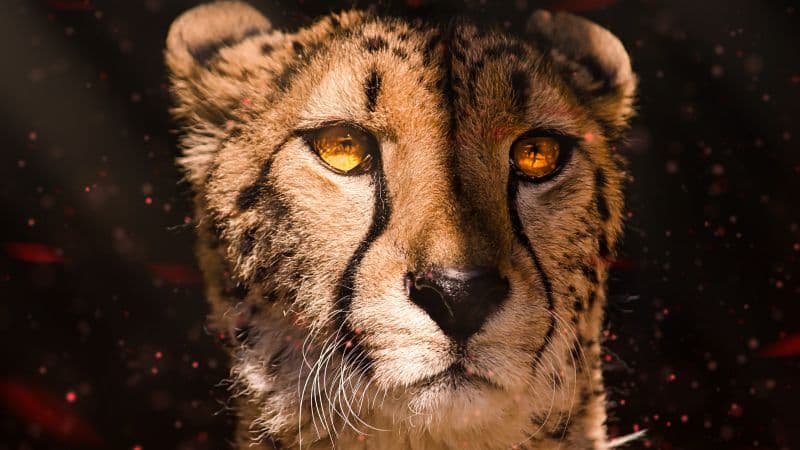 Cheetah Southeast African cheetah Wallpaper
