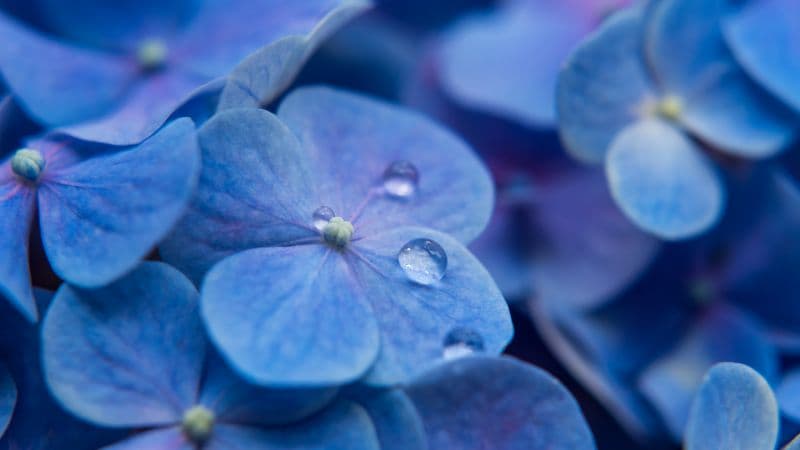 Hydrangea Flowers Blue flowers Wallpaper