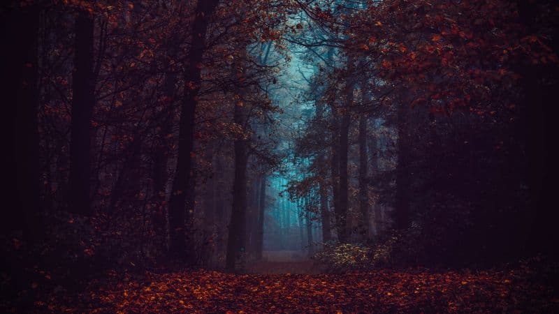 Forest Fall Foliage Wallpaper