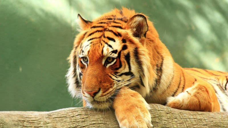Tiger Log Wallpaper
