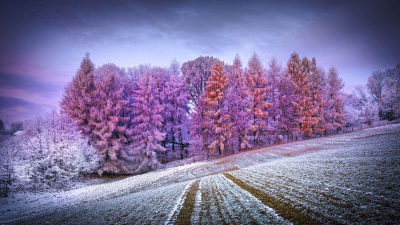 Winter forest Landscape Wallpaper