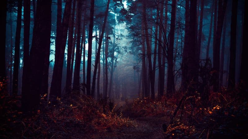 Forest Fog Wallpaper
