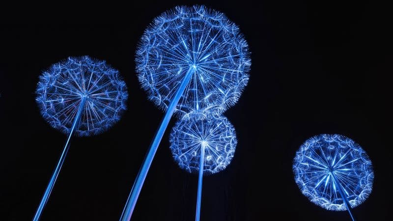 Dandelion Lights Dandelion flowers Wallpaper