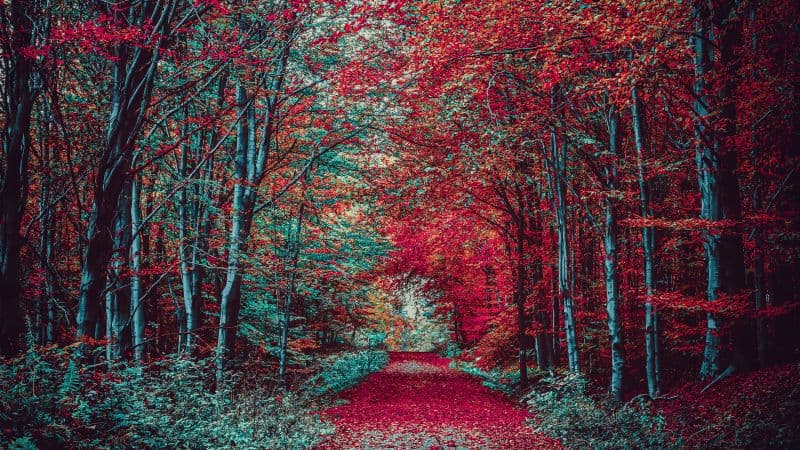 Autumn Forest Path Wallpaper