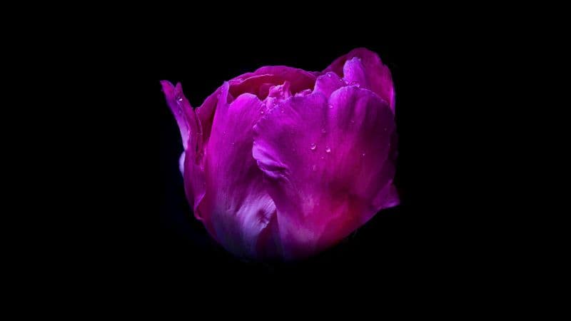 Pink flower Dew Drops Wallpaper