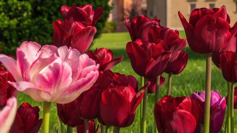 Red Tulips Red flowers Wallpaper