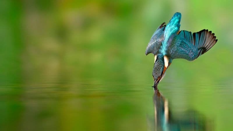 Kingfisher bird Flying bird Wallpaper