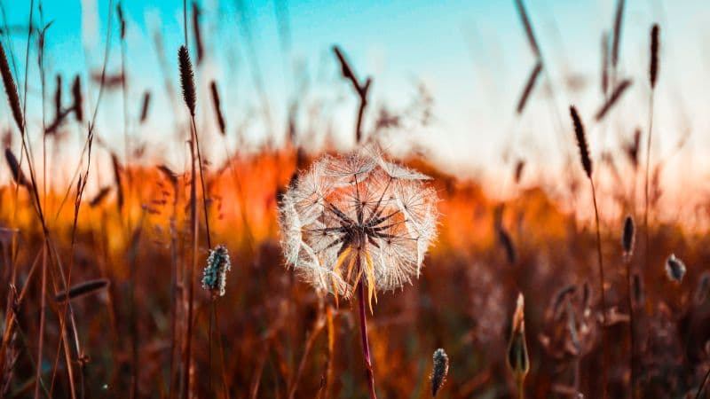 Dandelion flower Summer Wallpaper