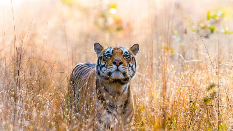 Wild Tiger Kanha National Park Wallpaper