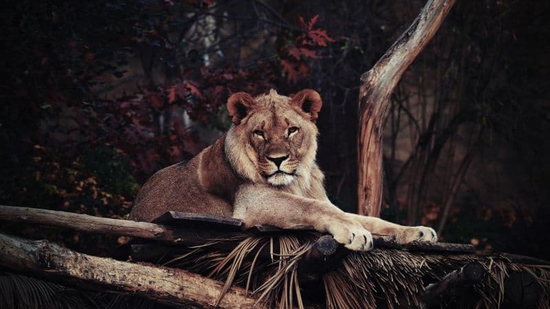 Lion 5K Wallpaper