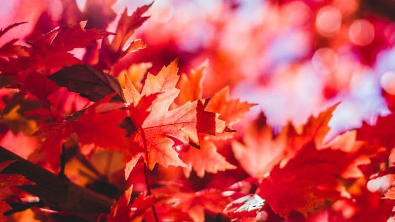 Red Maple Leaves Aesthetic Wallpaper