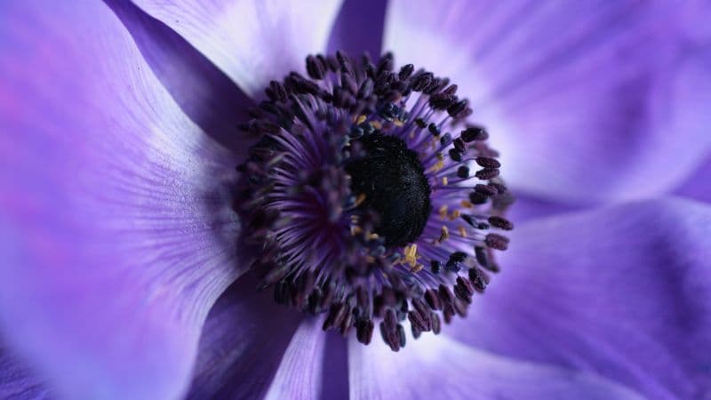 Purple Flower Aesthetic Wallpaper