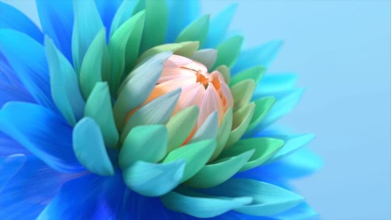 Colorful flower Blue background Wallpaper