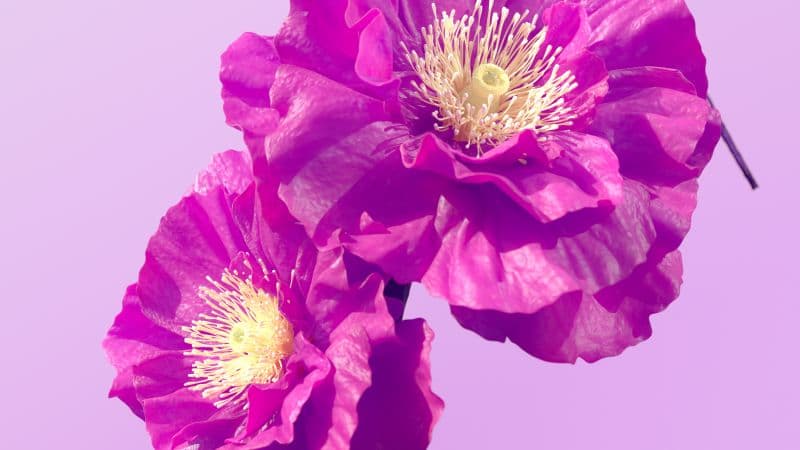 Hibiscus flowers Pink flowers Wallpaper