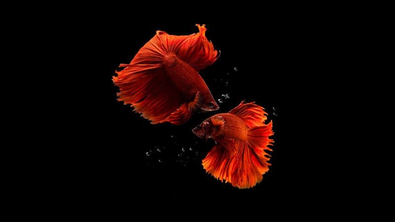 Fishes Aquarium Wallpaper