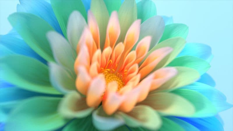 Colorful flowers Closeup Wallpaper
