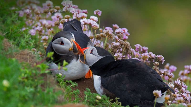 Atlantic puffin Together Wallpaper