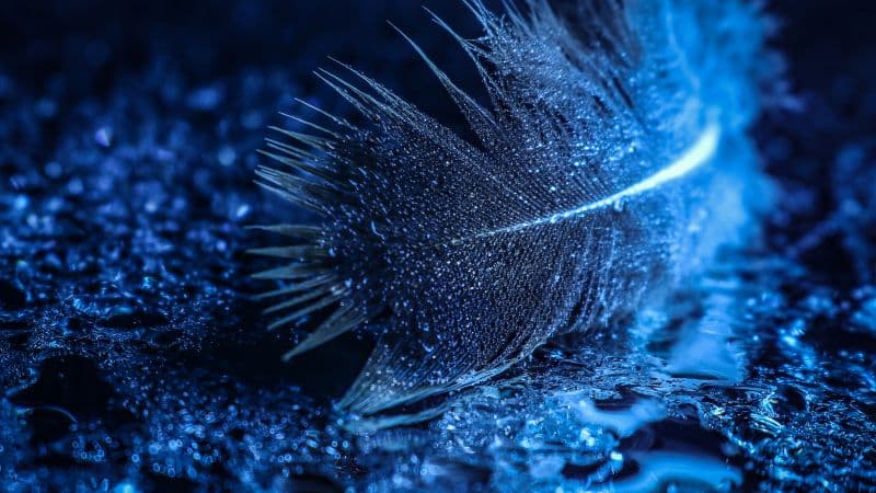 Feather Wet Wallpaper
