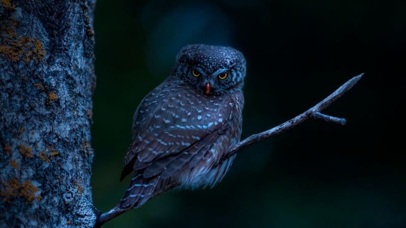 Eurasian pygmy owl Bird Wallpaper