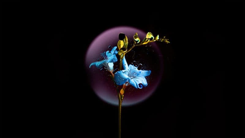Gentian flower Blue flower Wallpaper