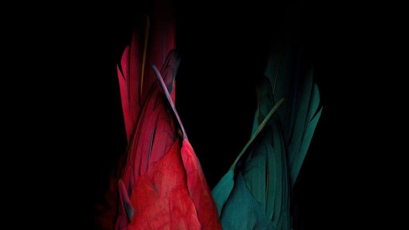 Scarlet macaw Parrot feathers Wallpaper