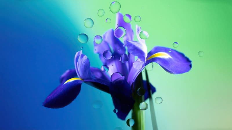 Iris flower Purple Flower Wallpaper