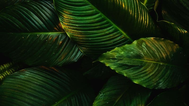 Tropical Green leaves Wallpaper