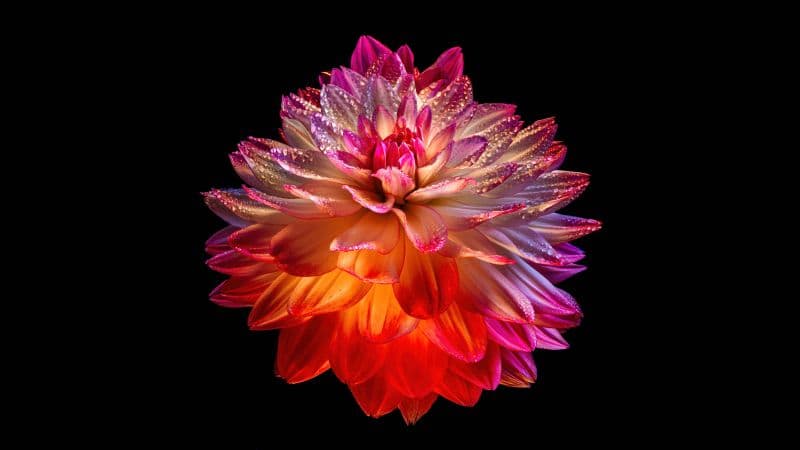 Dahlia flower Colorful flower Wallpaper
