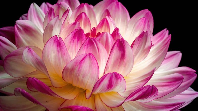 Pink flower Dahlia flower Wallpaper