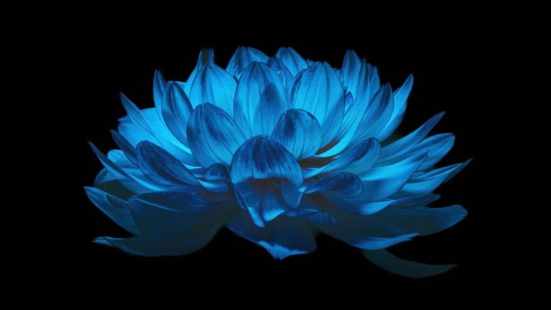 Dahlia flower AMOLED Wallpaper