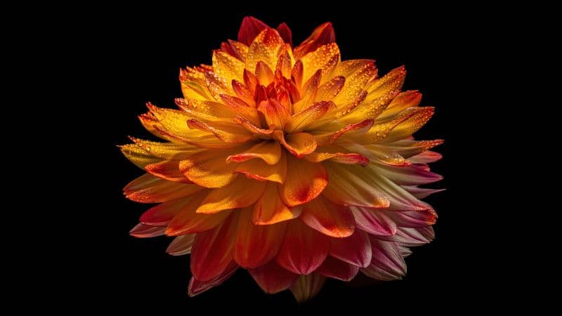 Dahlia flower 8K Wallpaper