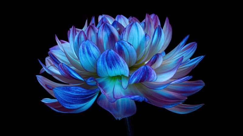 Dahlia flower Blue flower Wallpaper
