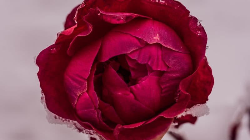 Rose flower Red Rose Wallpaper