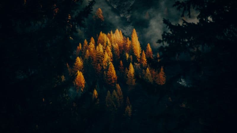 Golden larches Fall Wallpaper