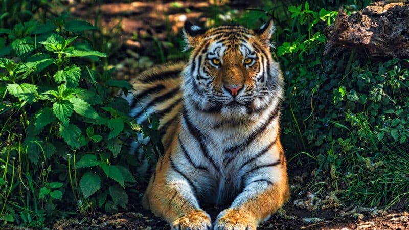 Bengal Tiger Forest Wallpaper