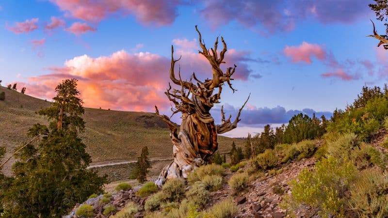 Bristlecone pine tree Lone tree Wallpaper
