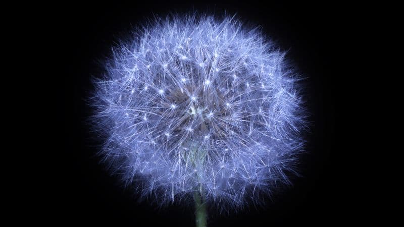 Dandelion flower Black background Wallpaper