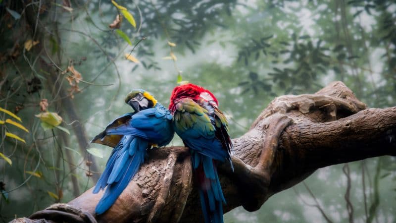 Macaw birds Bird Couple Wallpaper