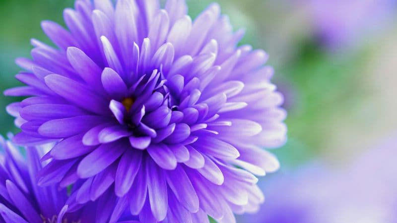 Herbstaster flower Violet flowers Wallpaper