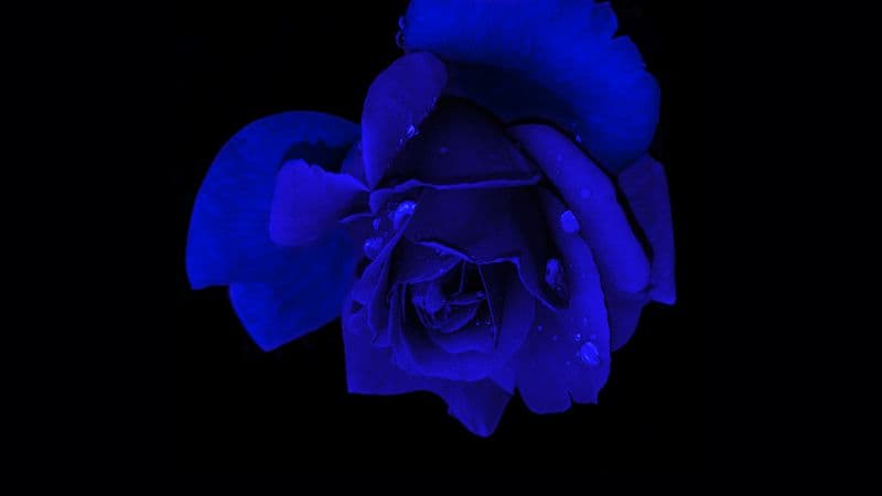 Blue rose Rose flower Wallpaper