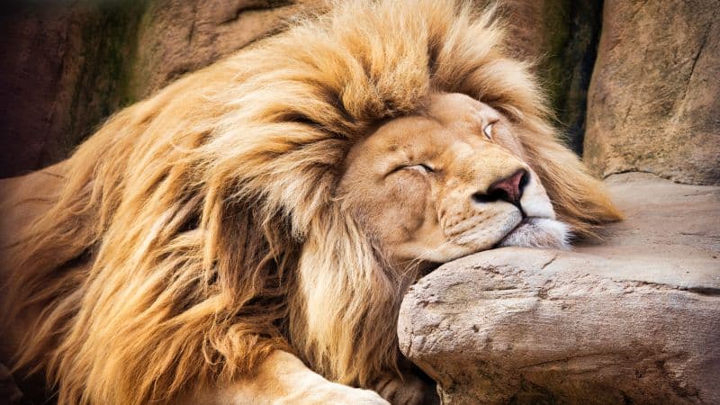 Lion Sleeping Lion Wallpaper