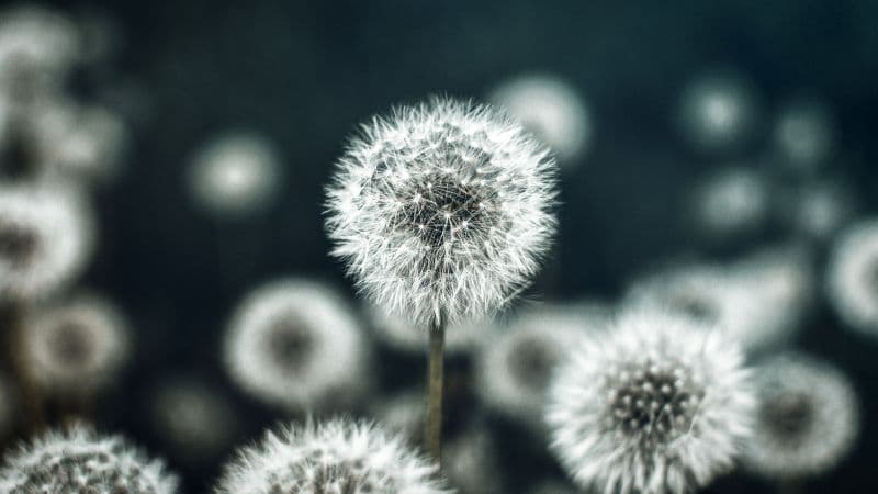Dandelion flower Flower garden Wallpaper