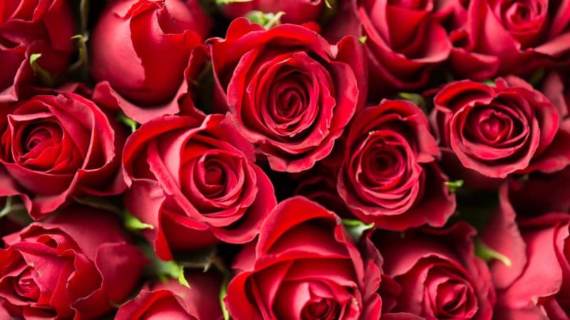 Red Roses Red flowers Wallpaper