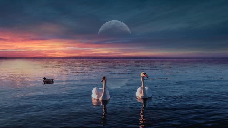 Swans Lake Wallpaper
