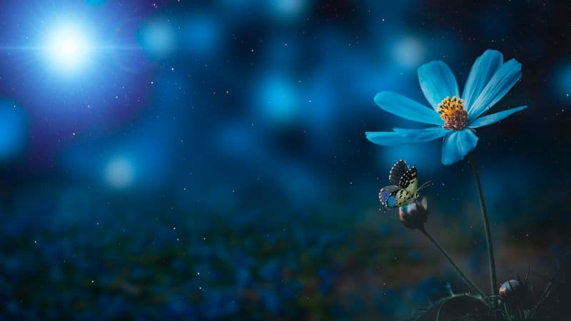 Blue flower Pollination Wallpaper