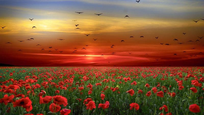 Poppy flowers Poppy Field Wallpaper