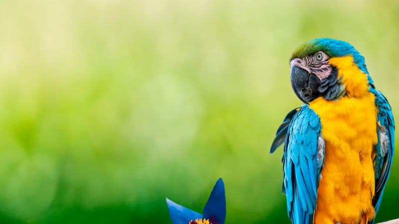 Macaw Parrot Wallpaper