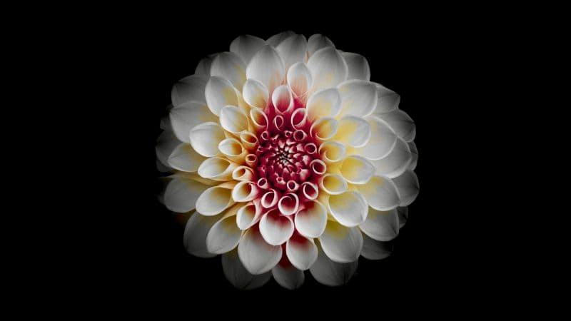 White Dahlia Black background Wallpaper