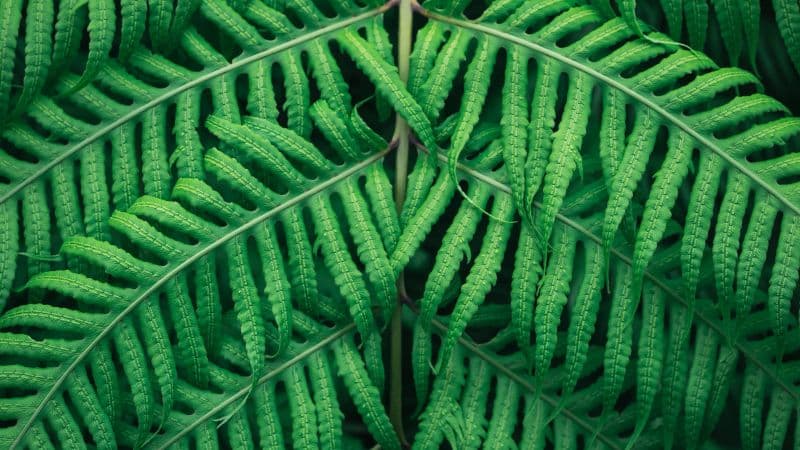 Fern plant Green leaves Wallpaper